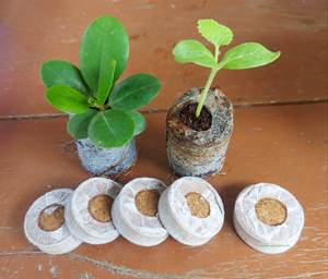 Discos de Pellet de Cocopeat de Green Innovation para agricultura sostenible, hechos de material de fibra de coco para aplicaciones de horticultura - Product Image 6