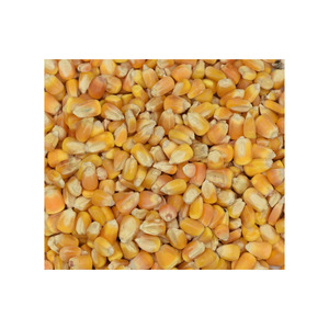 Export-quality yellow maize stored under hygienic conditions - Product Image 1