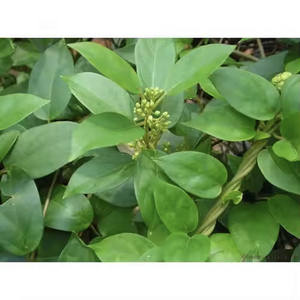 Polvo de Extracto de Hoja de Gymnema Sylvestre Puro 1 kg, Polvo Herbal de Haryana para Adultos - Product Image 2