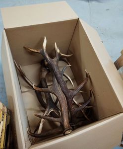 ชิ้นไม้เขากวางแดงคุณภาพสูง - Product Image 5