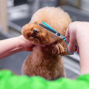 Nuevas y hermosas tijeras profesionales de peluquero, las mejores tijeras de corte de peluquería, hoja de acero inoxidable, punta afilada - Product Image 6