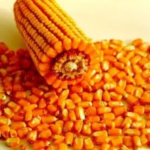 Южная Африка сушеная Желтая Кукурузная Кукуруза/сушеная Желтая Кукуруза/желтая кукуруза для корма для животных