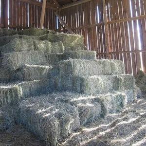 Alfafa Hay Animal <b>Feeding</b> Stuff Alfalfa, Hay/Top Quality Stuff Alfafa Hay Animal <b>Feeding</b> Alfa - Product Image 5