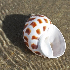 Boho costero decoración playa tema accesorios pequeño acuario decoración natural auténticas conchas marinas recogidas del mar de Vietnam - Product Image 3