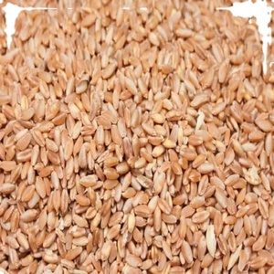 Sémola de trigo Durum, espátula francesa, en venta - Product Image 2