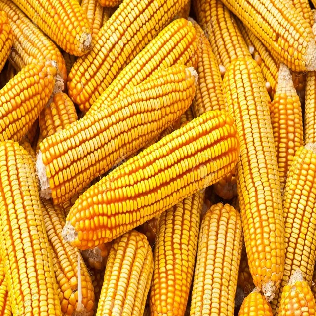 Цена для Желтой Кукурузы Желтая Кукуруза желтая/без ГМО белая и желтая кукуруза/кукуруза