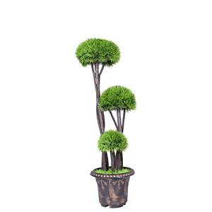 Plante 90cm AFF-Plant-132 - Product Image 1
