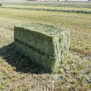 Prix d'usine, foin d'alfalfa de haute qualité, balles de foin pour poissons, chevaux, porcs, qualité alimentaire, durée de conservation de 2 ans, 25 kg, à vendre - Product Image 1