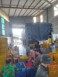 FROZEN <b>HOT</b> CHILI - HIGH QUALITY IQF FROZEN <b>HOT</b> CHILI FROM VIETNAM - Product Image 2