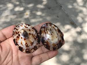 Accesorios de concha de mar para manualidades, colgante ovalado de marfil marrón, regalos ecológicos - Product Image 6