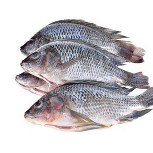 Tilapia Negra Congelada - Suministro al por Mayor de Tilapia Negra - Product Image 3