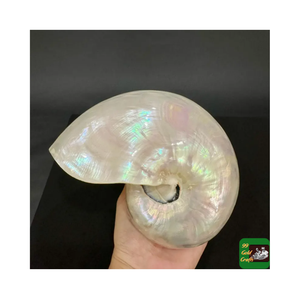 Réduit imparfait 6-7 pouces poli mère de nacré coquillage plage nautique irisé opale sirène coquille ivoire rose - Product Image 3