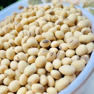 Soja Amarilla Seca Grado 1 y 2, Suministro a Granel de Alta Calidad con 24 Meses de Vida Útil para Cocinar y Procesar - Product Image 1