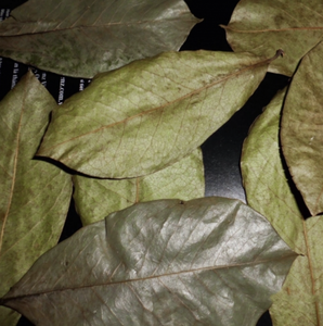Vietnam Dried Graviola Leaves for Rich Aromatic <b>Tea</b> Blends and Natural Flavoring Applications - Product Image 1