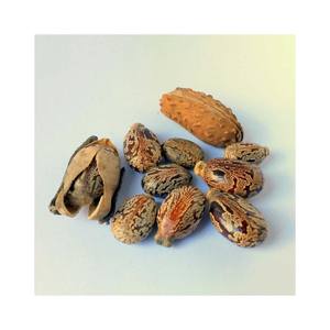 Vente en gros de graines de ricin en vrac qualité supérieure prêtes à l'exportation approvisionnement fiable expédition rapide garantie - Product Image 3