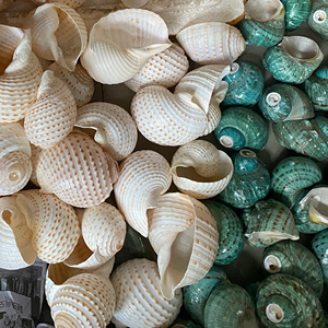 เปลือกหอยเทอร์โบทำด้วยมือจากเวียดนามเป็นมิตรต่อสิ่งแวดล้อม - Product Image 1