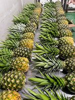 Verse En Heerlijke Md2 Ananas Tegen Goedkope Prijs-Hoge Kwaliteit Zoete Ananas Export Naar Eu, Usa, Japan, Etc Anna Do + 84982153058