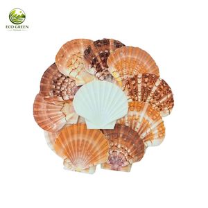 Conchas de Vieira Pulimentadas Multicolores Naturales y Ecológicas para Manualidades, Decoración de Playa, Decoración de Acuarios, Proyectos Hechos a Mano - Product Image 6