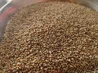 Millet vert/Bajra de qualité supérieure pour animaux d'élevage indiens, disponible à l'exportation