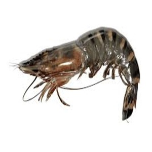 Exportador de camarones Tigre negros congelados a precios moderados - Product Image 3