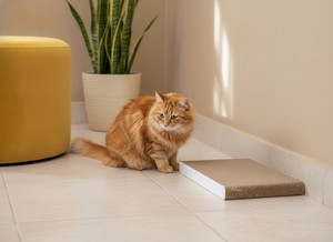Grattoir à griffes pour chat Amistar, petit, double face, en carton ondulé, avec herbe à chat pour chats et chatons - Product Image 2