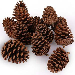 Pinecone Holiday Decoration Organic Rustic And Durable Ajoute une touche naturelle et chaleureuse aux maisons d'hiver et aux rassemblements saisonniers - Product Image 3