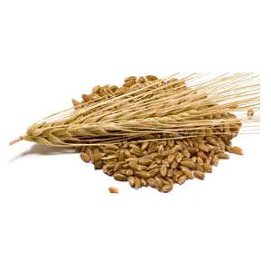 麦芽大麦散装新鲜库存批发供应商 | 动物饲料大麦