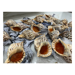 Auténticas conchas en espiral marinas de Vietnam para decoración de interiores temática de playa, obras artísticas y regalos de boda en el océano - Product Image 5