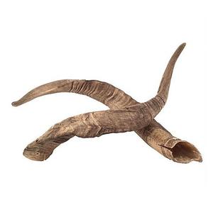 Cuerno de Carnero Natural en Bruto - Decoración Religiosa Animal Ecológica para Exhibición en Museos, Proyectos de Interiores Premium y Tamaños Personalizados - Product Image 6