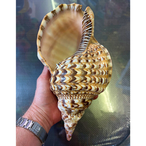 Decoración del mar marino Trompeta Tritón Concha gigante Adornos artesanales naturales Decoración de conchas marinas naturales Decoración del hogar - Product Image 4