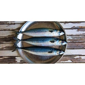 Maquereau de l'Atlantique congelé de qualité supérieure, surgelé et idéal pour les supermarchés et les importateurs - Product Image 4