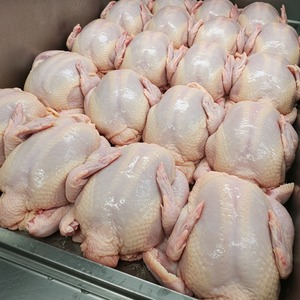 Pollo entero fresco congelado procesado con IQF o métodos de congelación rápida empaquetado para mantener la calidad para los mercados internacionales - Product Image 3