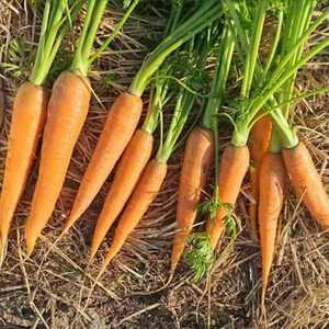 <span class=keywords><strong>Semi</strong></span> di Carota Premium <span class=keywords><strong>per</strong></span> la Semina, Alta Germinazione, <span class=keywords><strong>Semi</strong></span> di Carota Rossa <span class=keywords><strong>per</strong></span> Agricoltura, Vendita all'Ingrosso ed Esportazione - Product Image 2