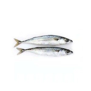 Pescado de caballa congelado Ocean Fresh, calidad de grado A y empaquetado en cajas de cartón a granel para exportación - Product Image 2