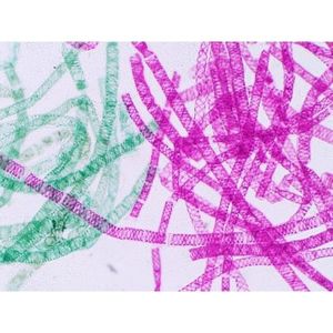 Portaobjetos de Microscopio Preparados con Spirogyra W.M. Filamentos Vegetativos - Product Image 1