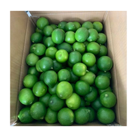 Citron frais sans pépins du Vietnam / Citron vert frais de 6 cm de diamètre, citron vert sans pépins du Vietnam pour l'exportation