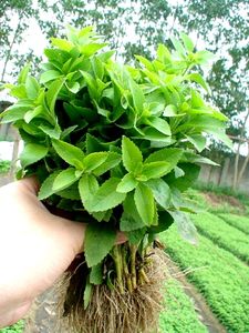 Proporcionando hojas secas de stevia de alta calidad como materias primas en grandes cantidades de la naturaleza vietnamita - Product Image 6