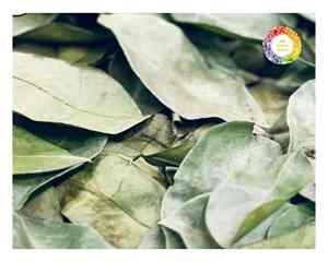 Fournisseur vietnamien de feuilles de corossol de Graviola pour tisane soigneusement séchées pour conserver la saveur offertes en paquets en vrac et au détail - Product Image 3