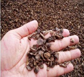 Producto de desecho agrícola de cáscaras de almendra de palma de alta calidad - Product Image 3
