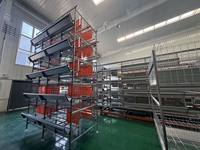 Système de cages en fil métallique galvanisé à chaud pour poulets avec équipement d'alimentation et d'abreuvement pour grandes exploitations avicoles