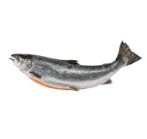 挪威大西洋批发鱼片全圆新鲜冷冻鱼粉红三文鱼来自法国