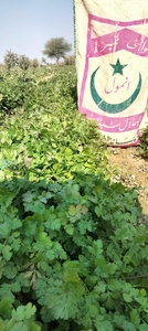 Semillas de Cilantro Moon Star Evergrow Anmol, 99% de Pureza, 85% de Germinación - Product Image 4