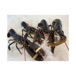 Homard entier cru à prix avantageux, en stock pour une exécution stable des commandes en gros - Product Image 1