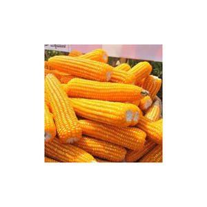 Meilleure vente à la demande, qualité standard, maïs jaune séché à 100%, grossiste, exportation des Philippines - Product Image 6