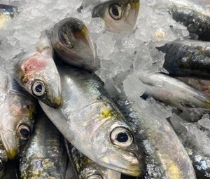 Low Price Supply Frozen Sardine <b>Fish</b> Frozen Whole Sardine - Product Image 5