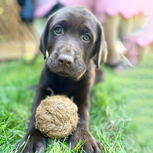 Réduction du stress jouet à mâcher pour animaux de compagnie gros noix de coco corde jouets à mâcher pour mâcheurs agressifs - Product Image 4