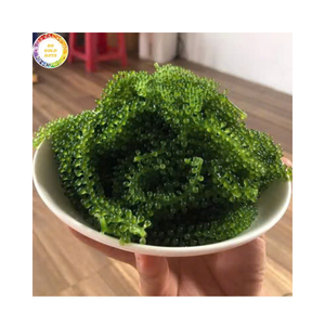 Fresh Taste Dehydrated Seagrapes Green Caviar Umibudo <b>Seaweed</b> for Salad and Sushi Ingredient - Product Image 1