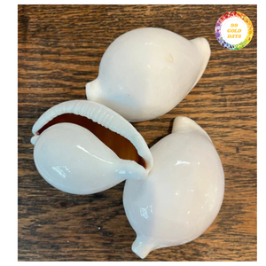 Nuevo procedente del océano | Exportación al por mayor Cáscara de cauri de huevo Suministro a granel blanco natural pulido para aplicaciones de joyería y artesanía - Product Image 3