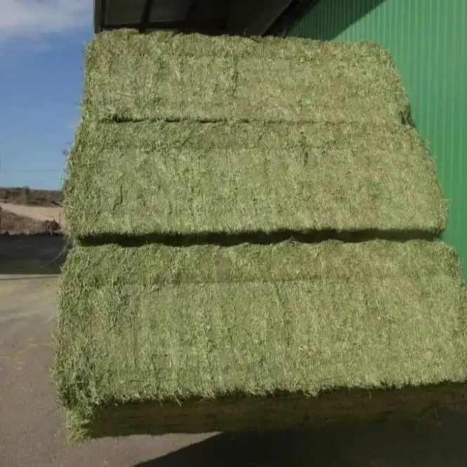 Heno de alfalfa a precio muy barato/Calidad Rhodes Grass Hay Alfalfa