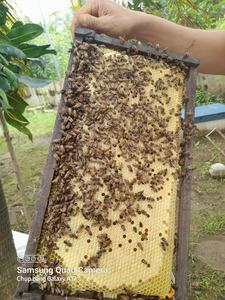 Peigne multi-fleurs premium miel du Vietnam pour l'exportation - Product Image 6